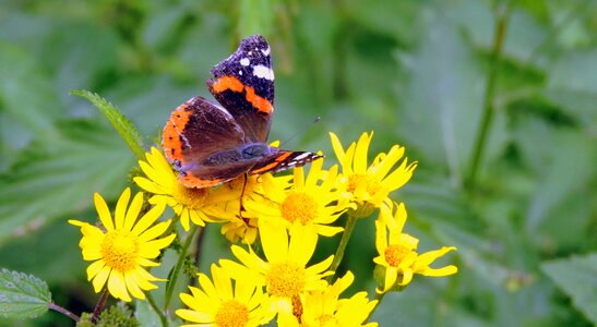 Nature butterflies insect