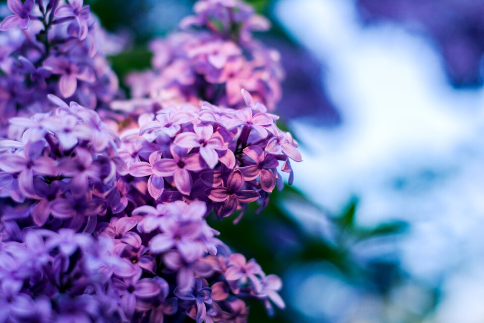 Flourishing without bloom flowers