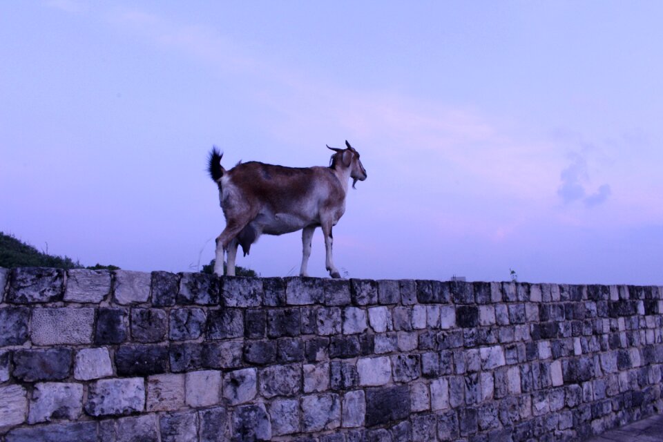 Sri lanka mountain goat