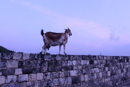 Sri lanka mountain goat