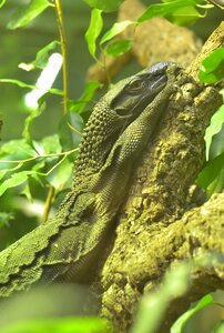Reptile urtier carnivorous dinosaurs