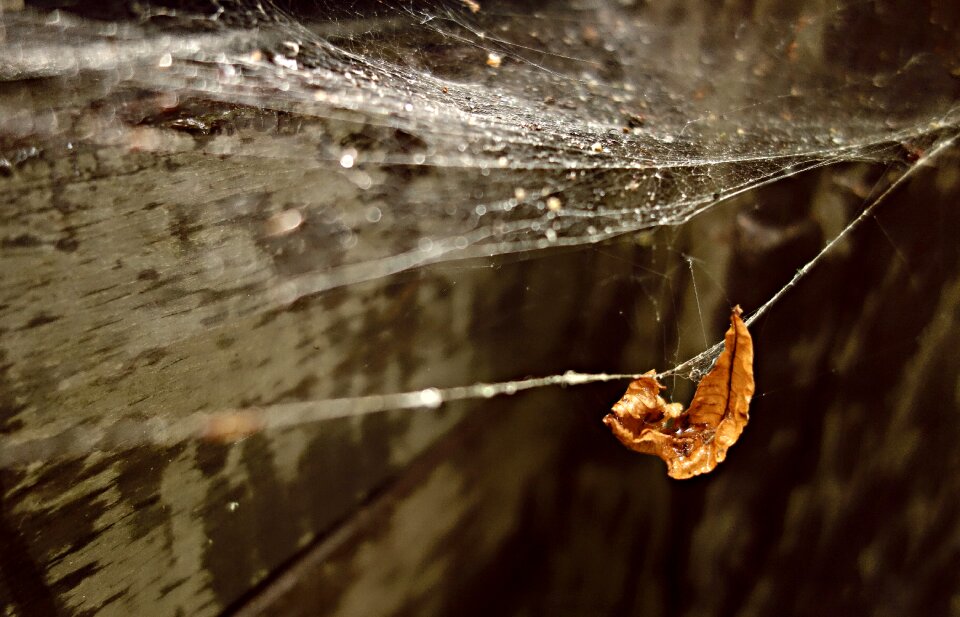 Spider-work water drop drop