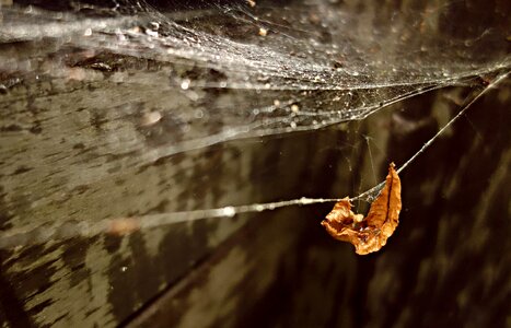 Spider-work water drop drop photo