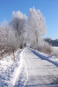 Symbol picture winter forest winter dream
