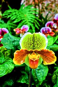 Orchid plant