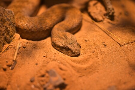 Viepernartige venomous snake reptile
