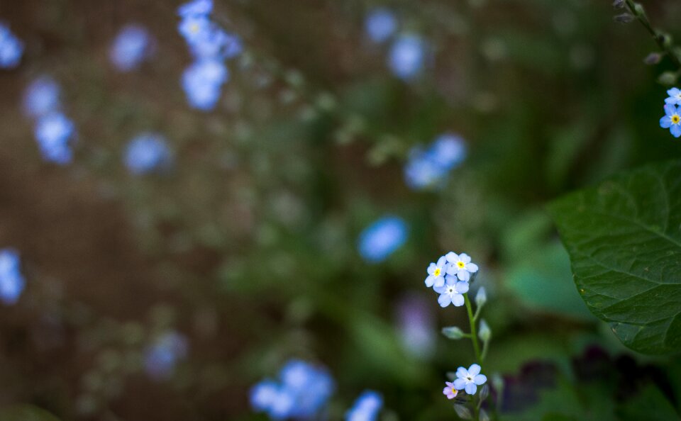 Nature bush macro