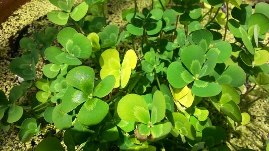 Herb growing green photo