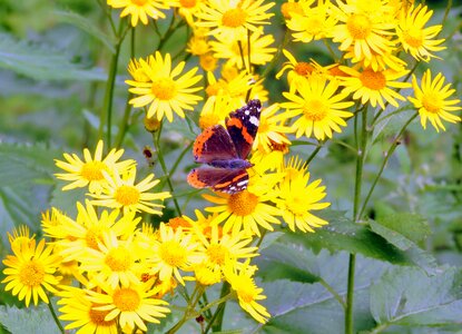 Nature butterflies insect photo