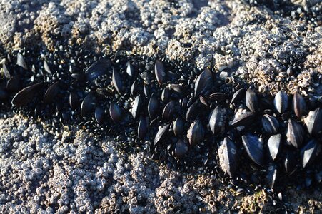 Sea shell ocean