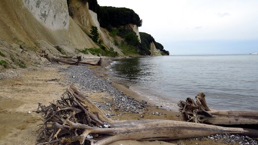 Rügen sassnitz trees photo