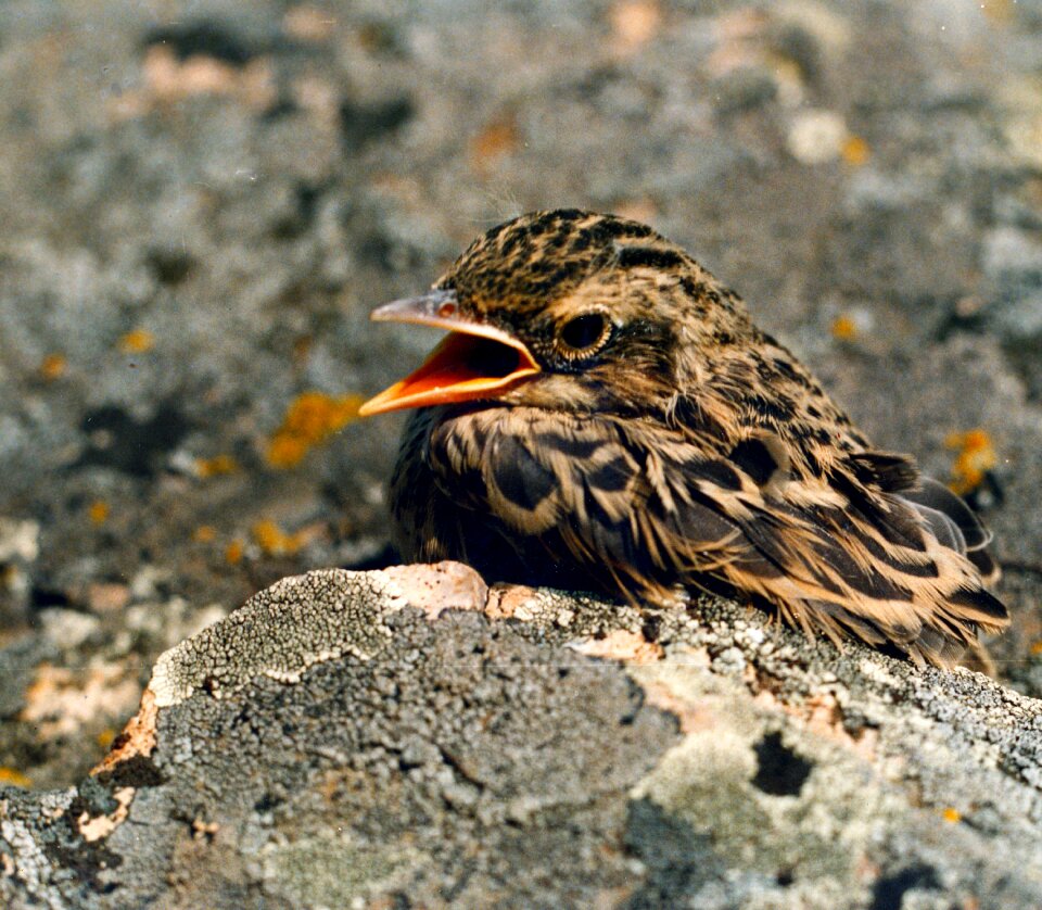 Bird chick lark photo