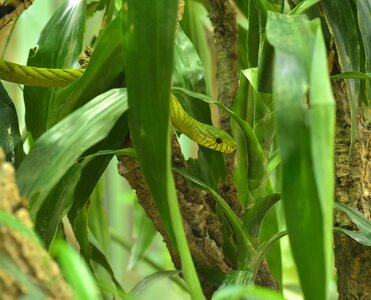 Snakes - and viper-like elapidae mamba