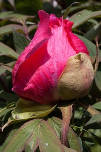 Nature flora spring