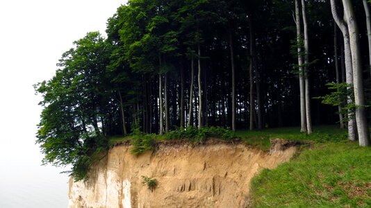 Rügen sassnitz trees photo