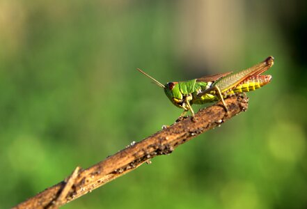 Konik macro nature photo