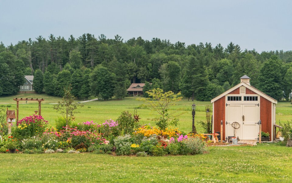 Nature flowers landscape