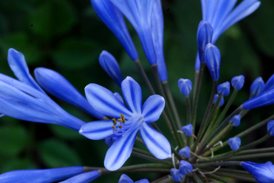 Nature agapanthus plant