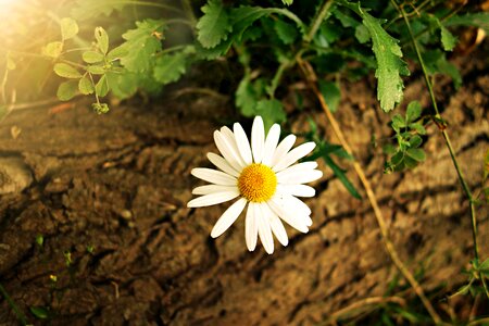 Plant bloom leucanthemum vulgare