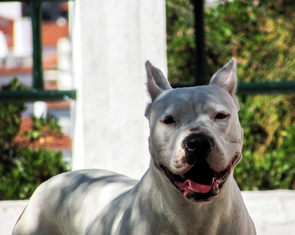 Canine portrait face