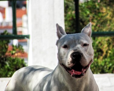 Canine portrait face
