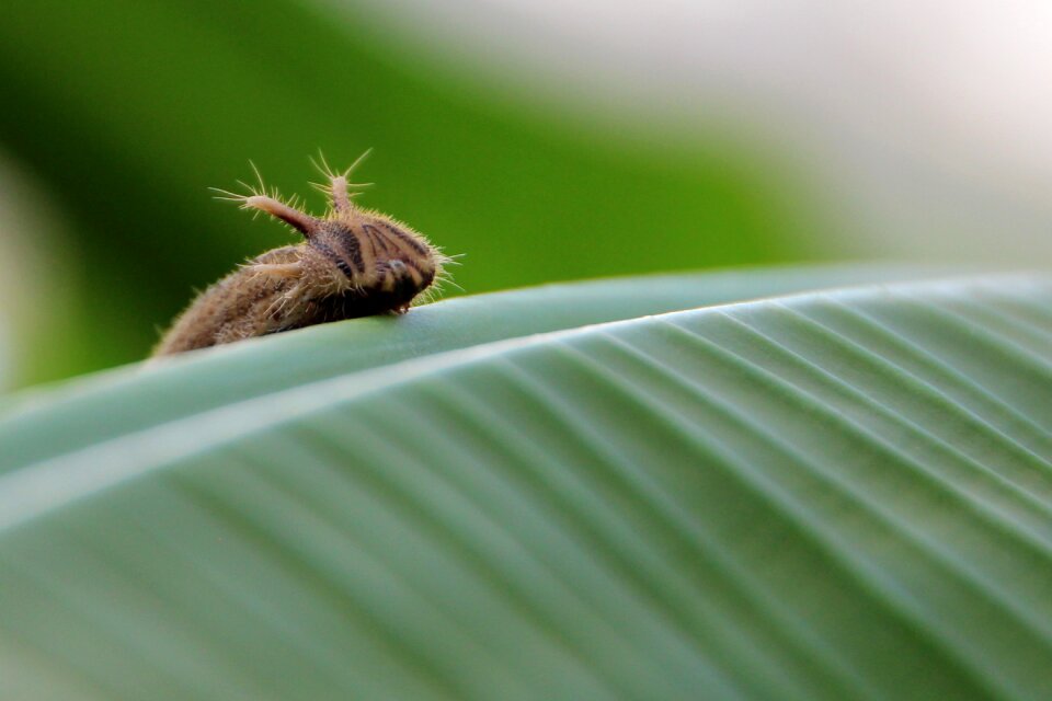 Insect nature leaf