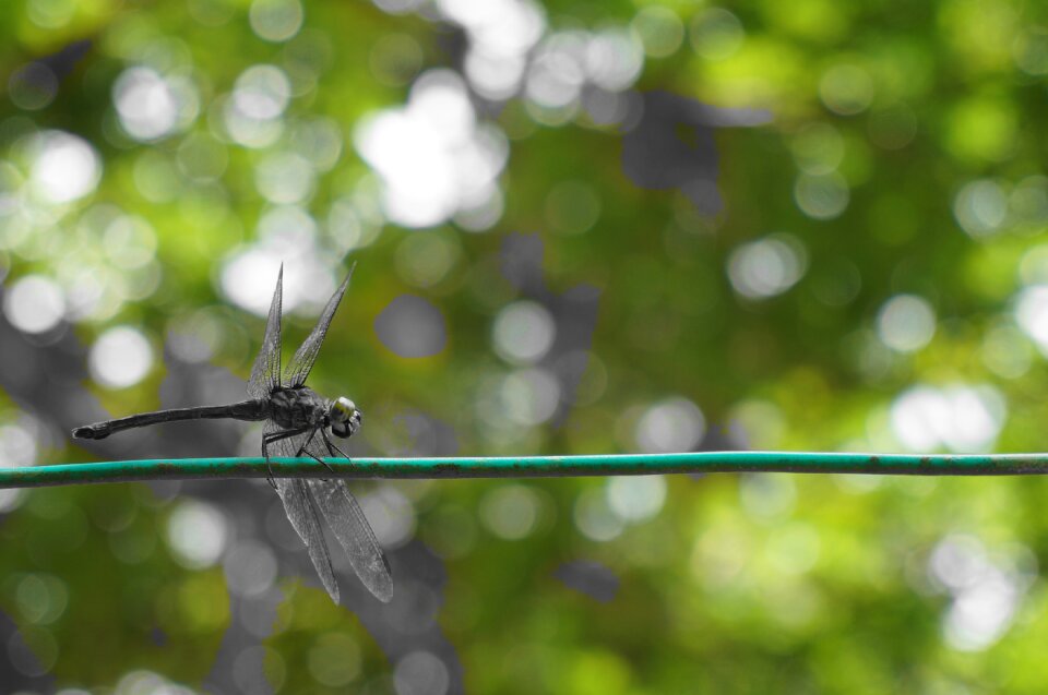 Insect bug