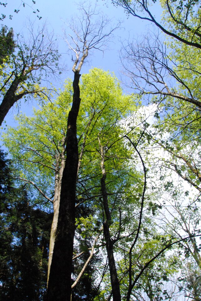 Forest summer sun