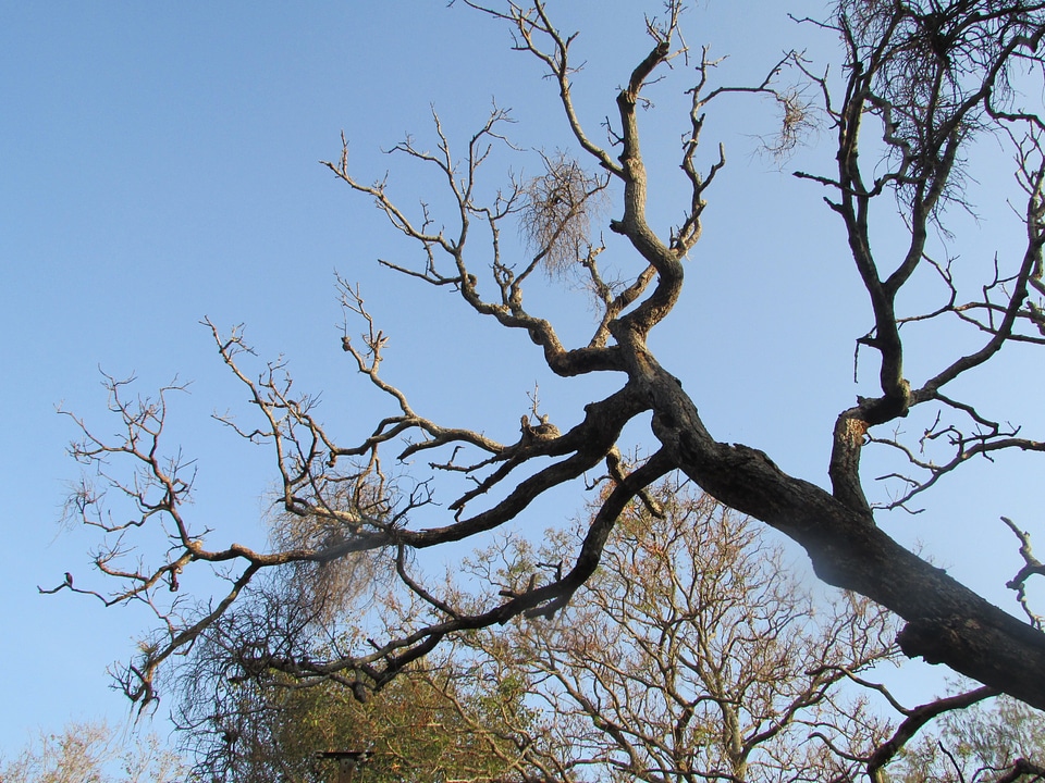 Tree organic agriculture