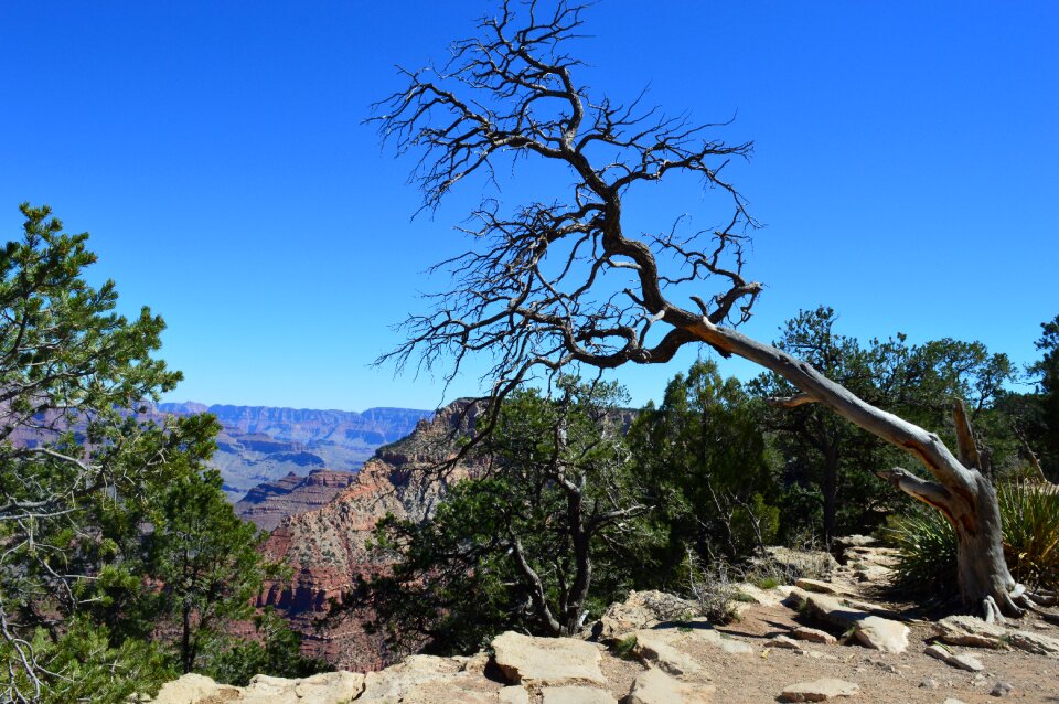 Landscape dried tree dead tree