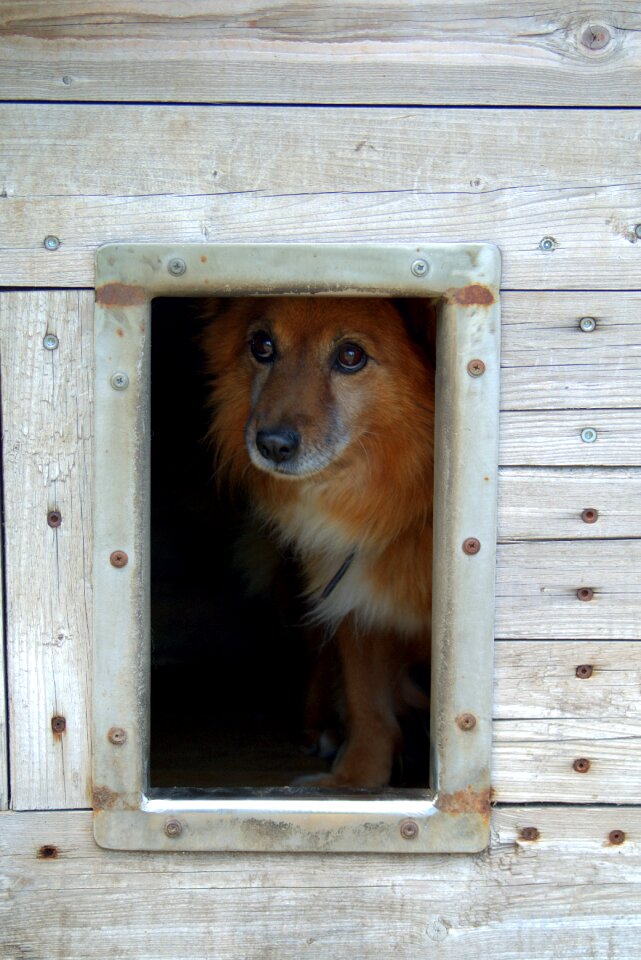 Hut longs pet