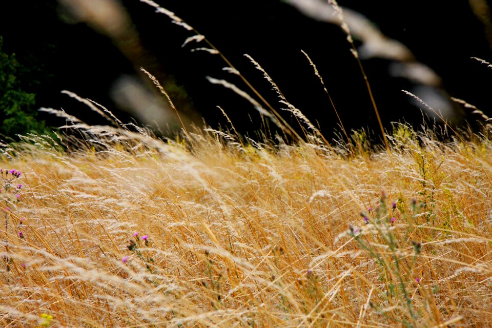Blade of grass blades of grass nature