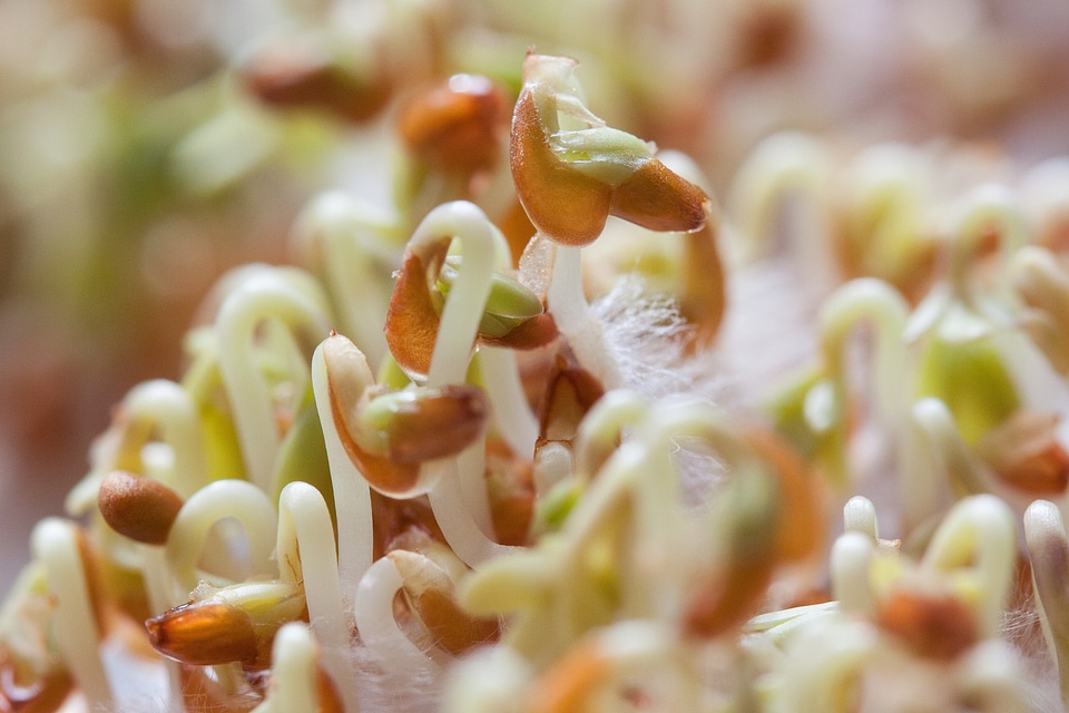 Plant developing germ embryophyta