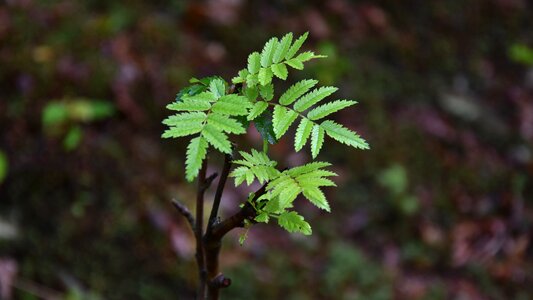 Closeup green vegetation