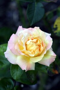 Nature yellow flower plant