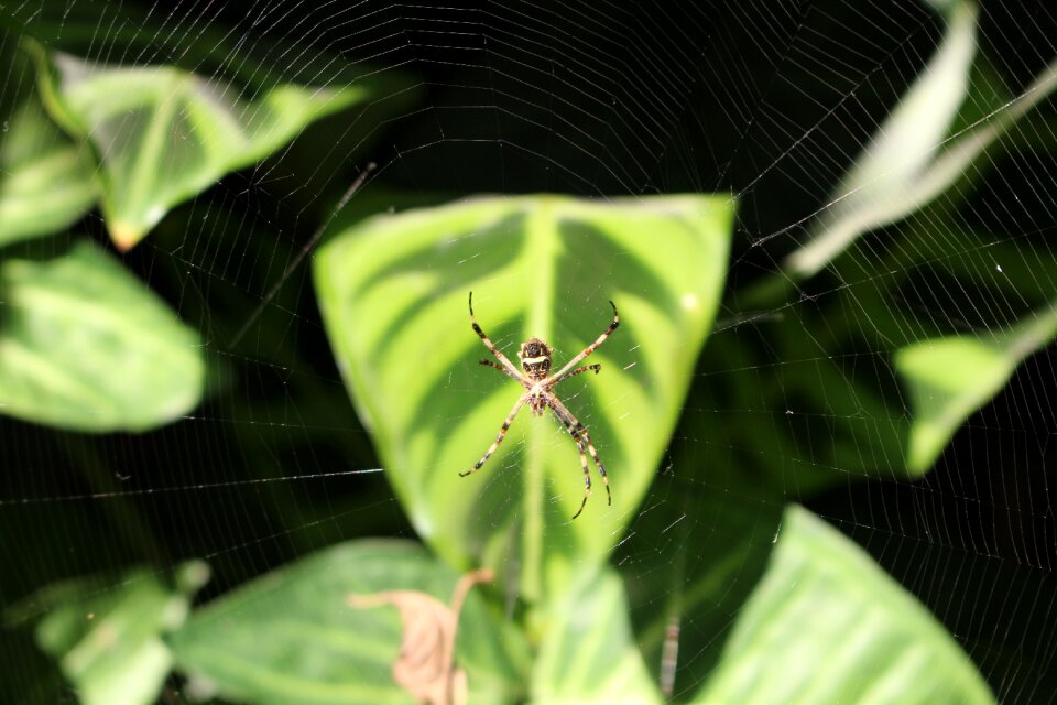 Plant spider garden