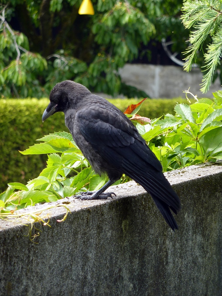 Dig flying carrion crow