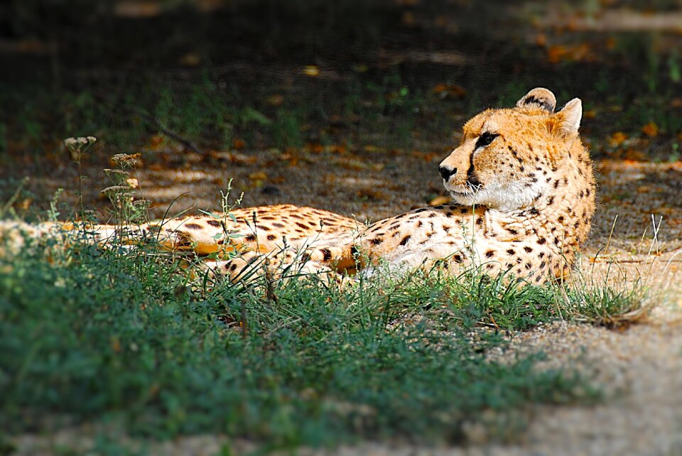 Lying big cat zoo photo