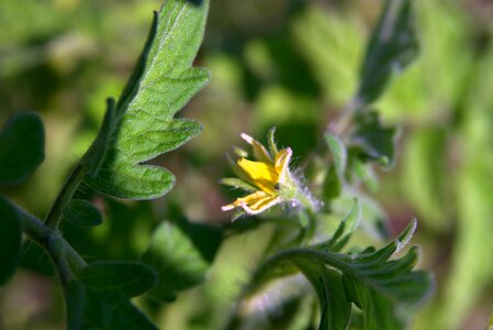 Yellow flower blooms