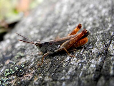 Grasshopper insect macro