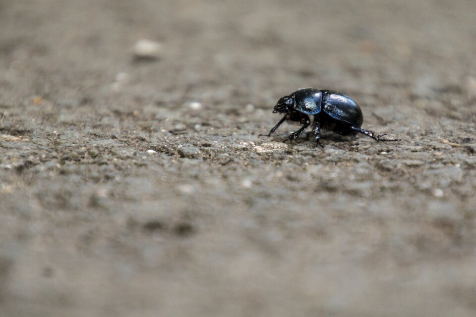 Forest aphid scarab