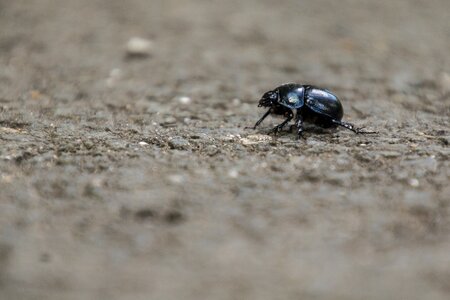 Forest aphid scarab