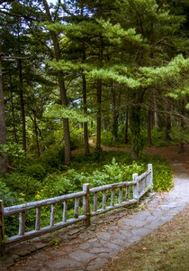 Forest trail hike