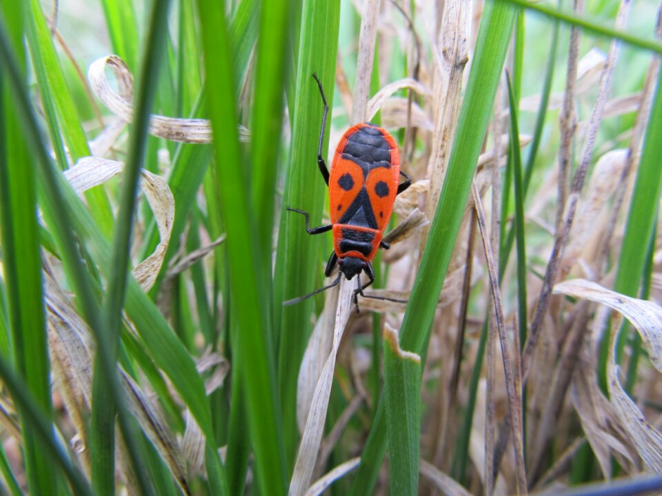 Wingless pyrrhocoris apterus bug