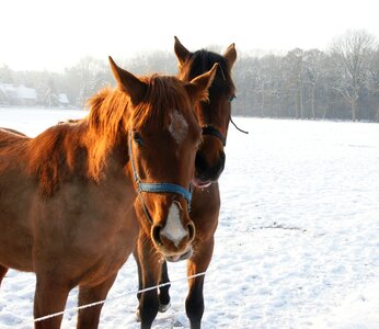 Horses snow winter