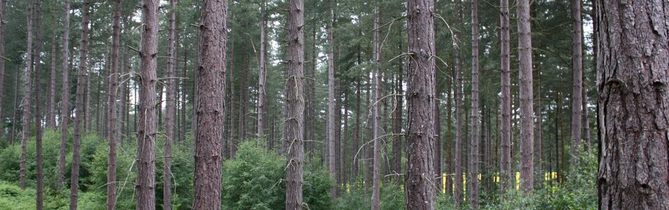 Nature gray banner