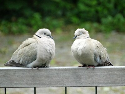 Wood pigeon couple love photo