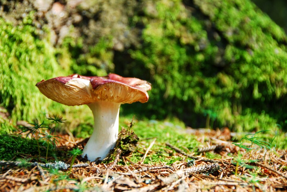 Mushroom red russula
