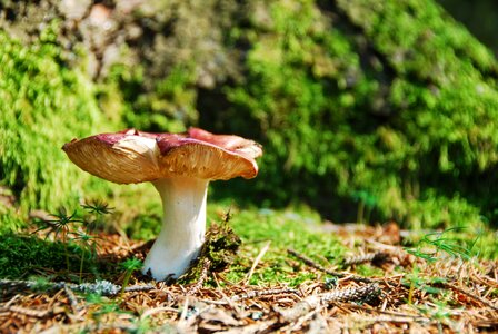 Mushroom red russula