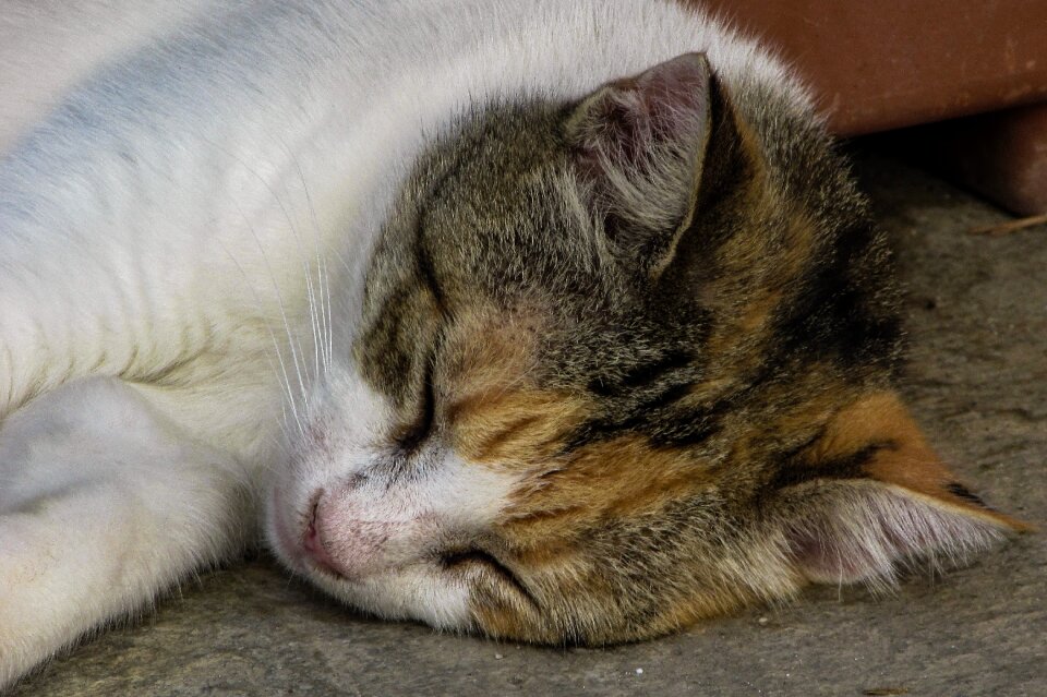 Funny sleep sleeping